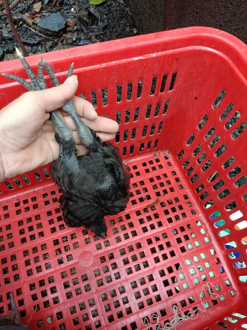 超快大黑鸡