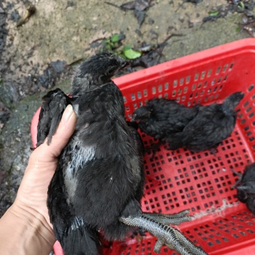 超快大黑鸡
