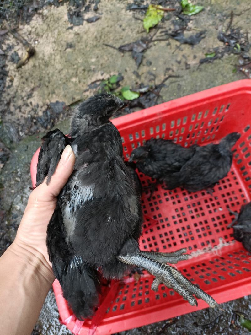 超快大黑鸡