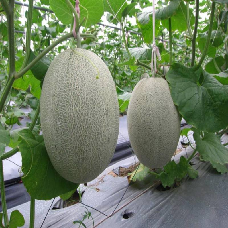 网纹哈密瓜种子南北方四季播水果哈蜜瓜甜瓜香西瓜阳台蔬菜种