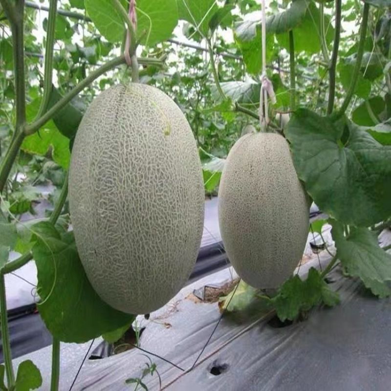 网纹哈密瓜种子南北方四季播水果哈蜜瓜甜瓜香西瓜阳台蔬菜种