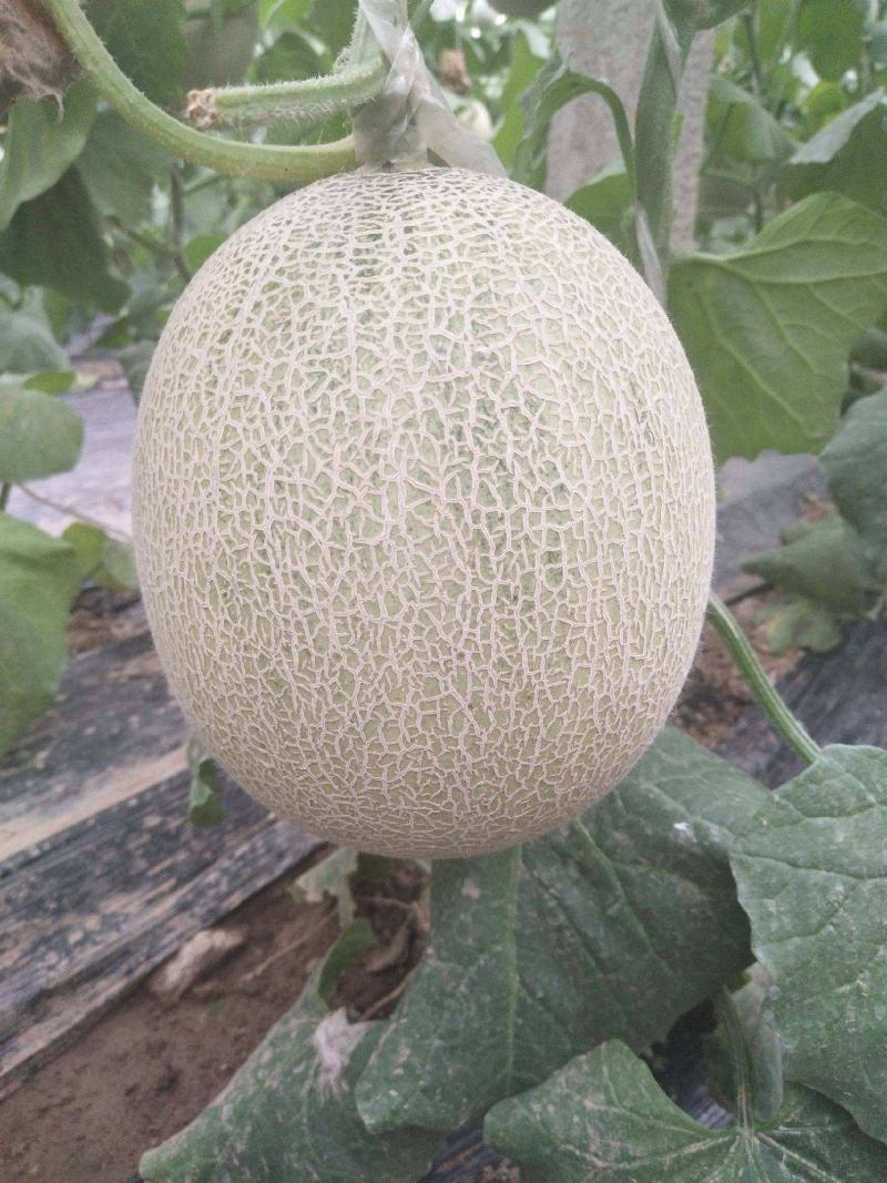 网纹哈密瓜种子南北方四季播水果哈蜜瓜甜瓜香西瓜阳台蔬菜种