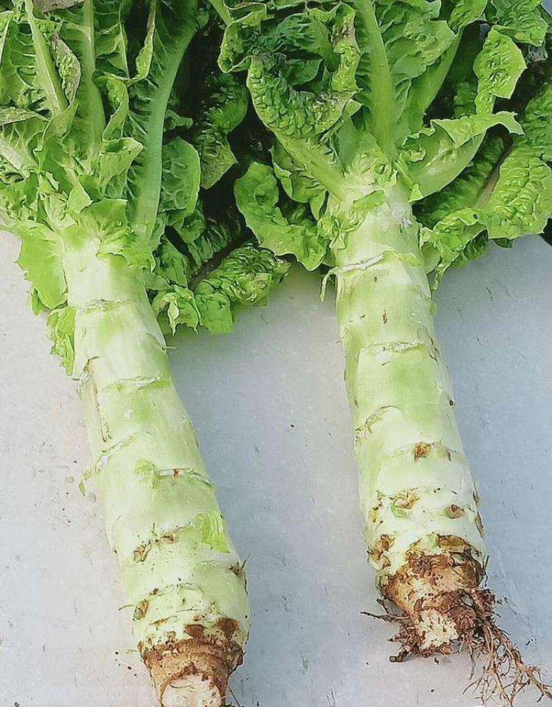 四季莴笋种子青皮绿肉香莴笋种子高产耐热耐寒春秋冬播种