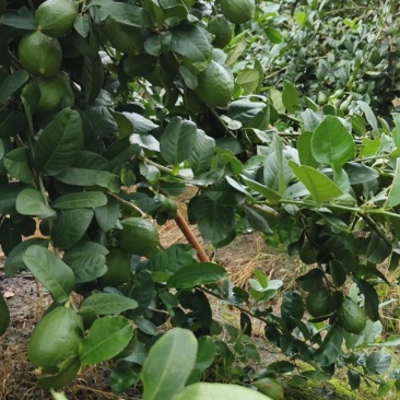 广西梧州香水柠檬基地一件代发