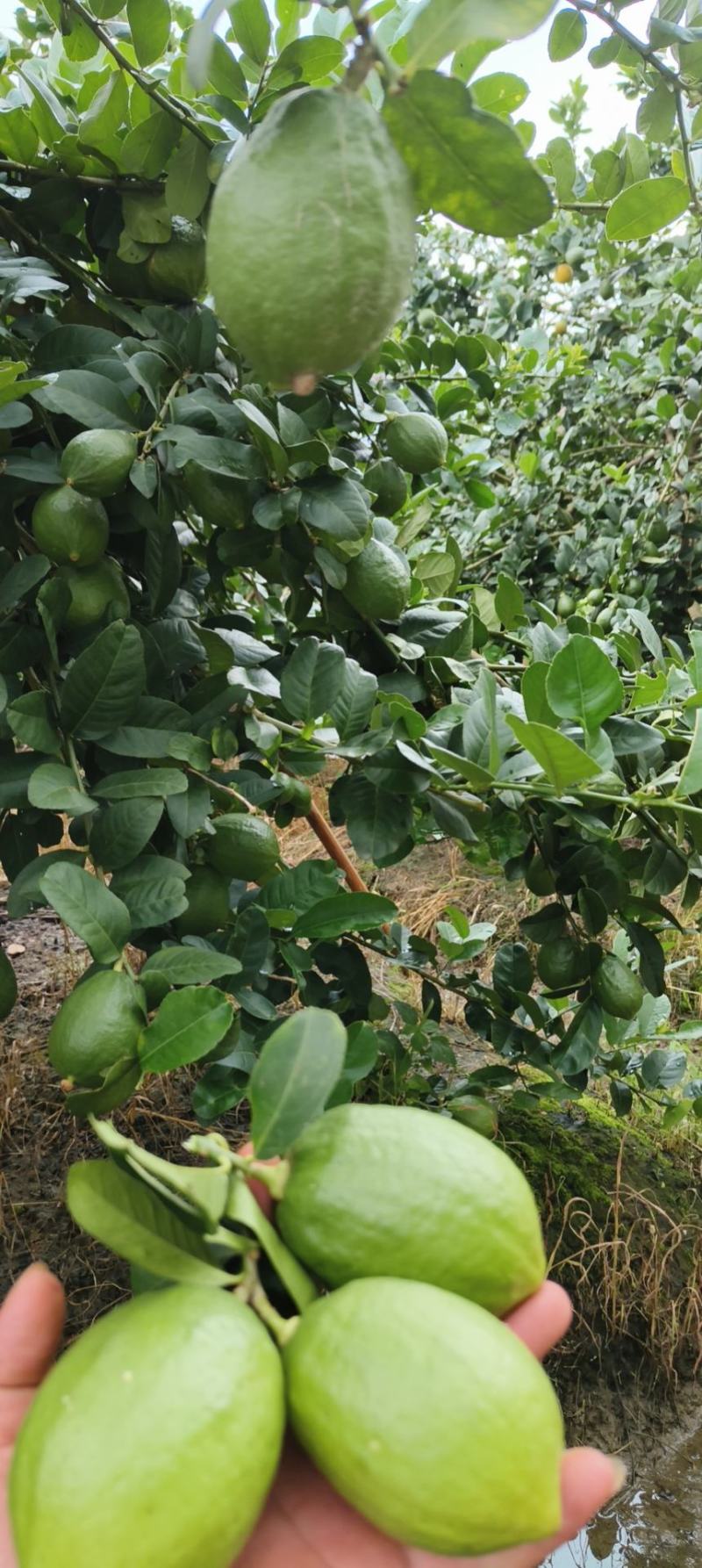广西梧州香水柠檬基地一件代发