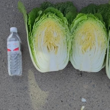 泡菜厂、酸菜厂的大白菜，需要的朋友可以联系我