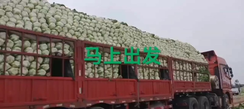 泡菜厂、酸菜厂的大白菜，需要的朋友可以联系我