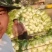 泡菜厂、酸菜厂的大白菜，需要的朋友可以联系我