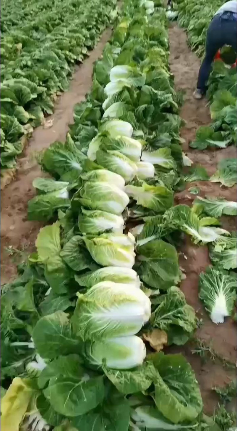 泡菜厂、酸菜厂的大白菜，需要的朋友可以联系我