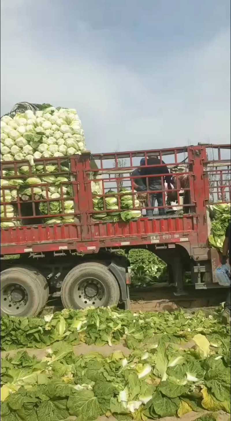 泡菜厂、酸菜厂的大白菜，需要的朋友可以联系我