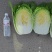 泡菜厂、酸菜厂的大白菜，需要的朋友可以联系我