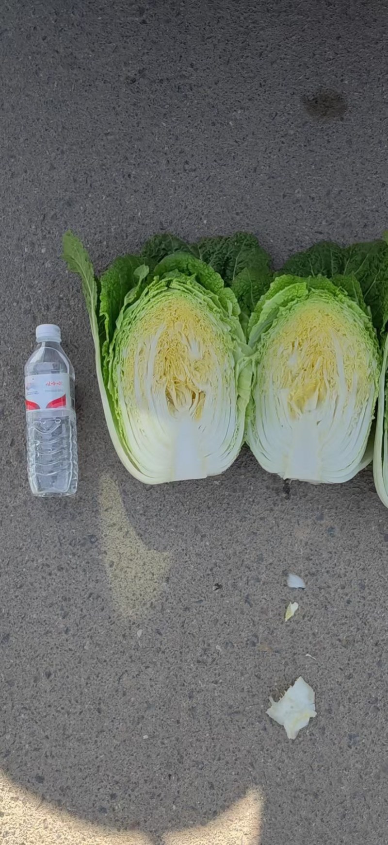 泡菜厂、酸菜厂的大白菜，需要的朋友可以联系我