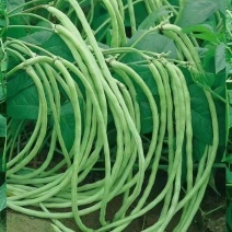 新品无架豆角种种子春夏秋季地豆不搭架豇豆种籽四季庭院盆栽