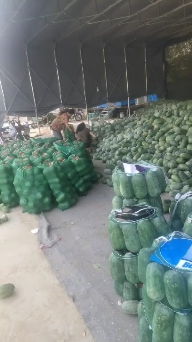 水果冬瓜支持视频看货诚信经营