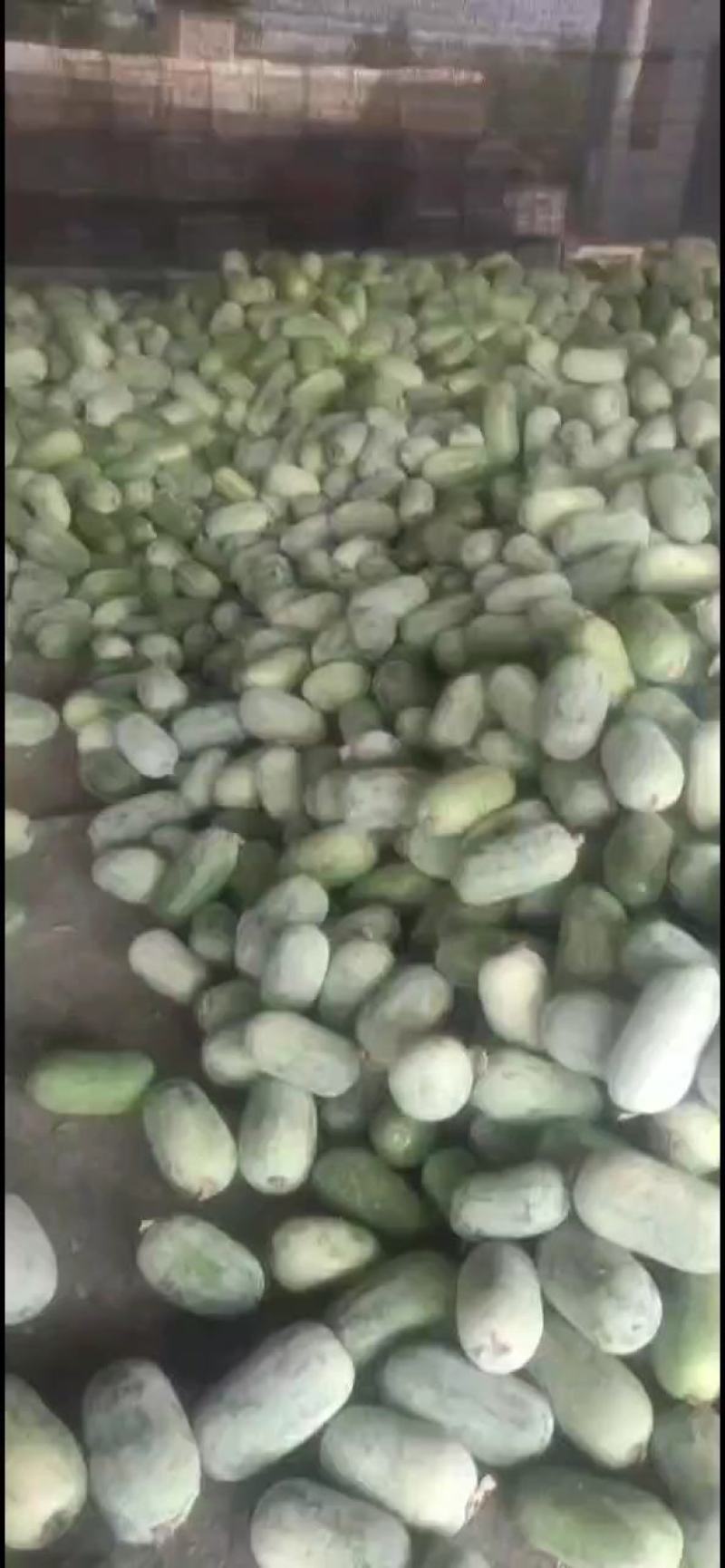 水果冬瓜支持视频看货诚信经营