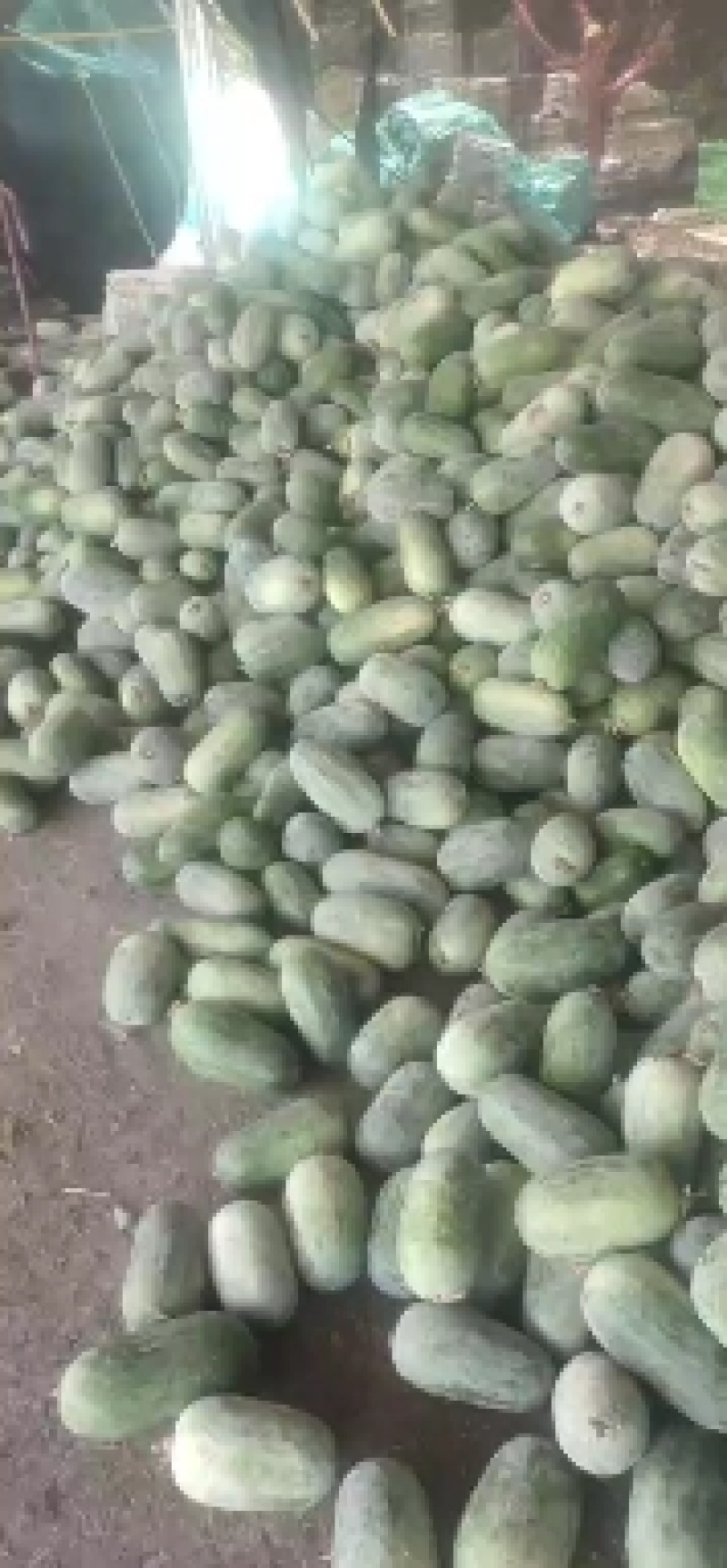 水果冬瓜支持视频看货诚信经营