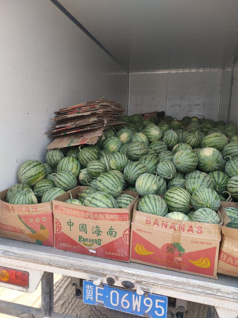 蜜童无仔西瓜