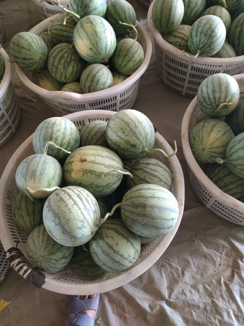 蜜童无仔西瓜