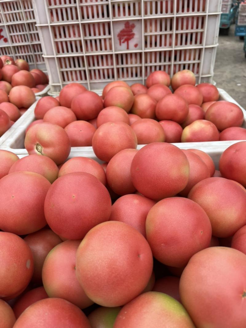 山东聊城西红柿硬粉产地量大上市周期长全国代收代发