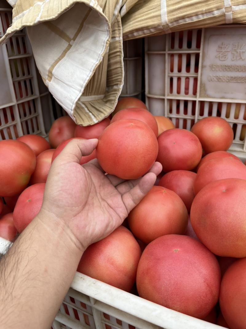 山东聊城西红柿硬粉产地量大上市周期长全国代收代发