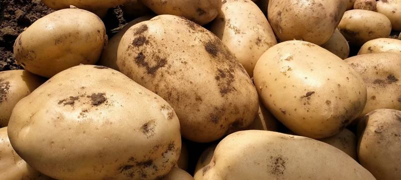 秦皇岛昌黎土豆大量上市价格0.3到0.7有需要联系