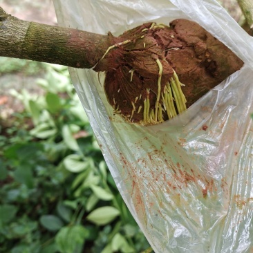 广东香水柠檬高压苗，
