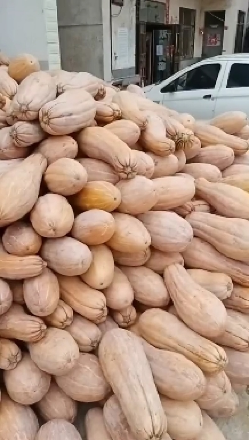 精品蜜本南瓜，大量有货。质量好价格低全国发货