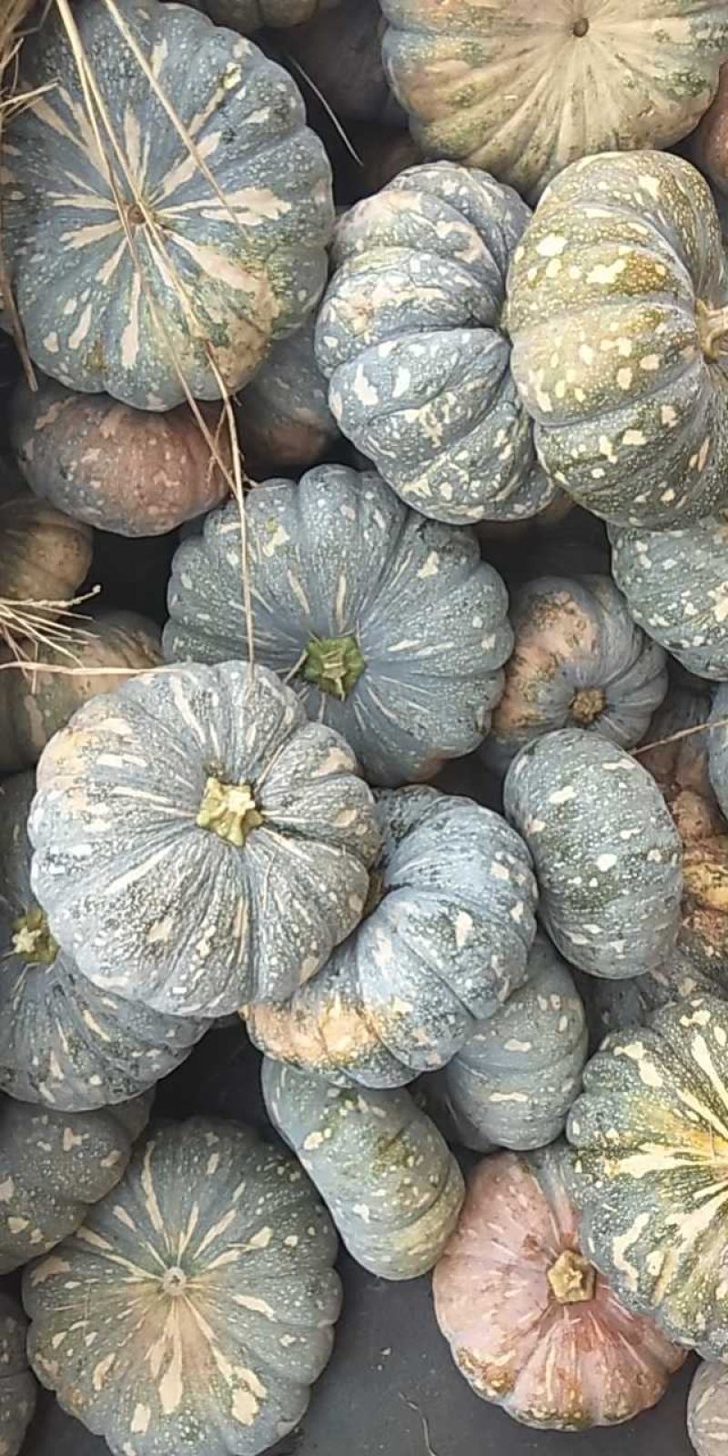 精品蜜本南瓜，大量有货。质量好价格低全国发货