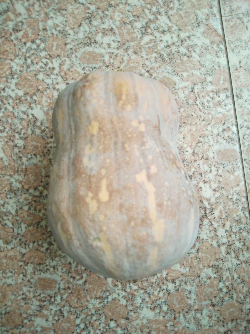 精品蜜本南瓜，大量有货。质量好价格低全国发货