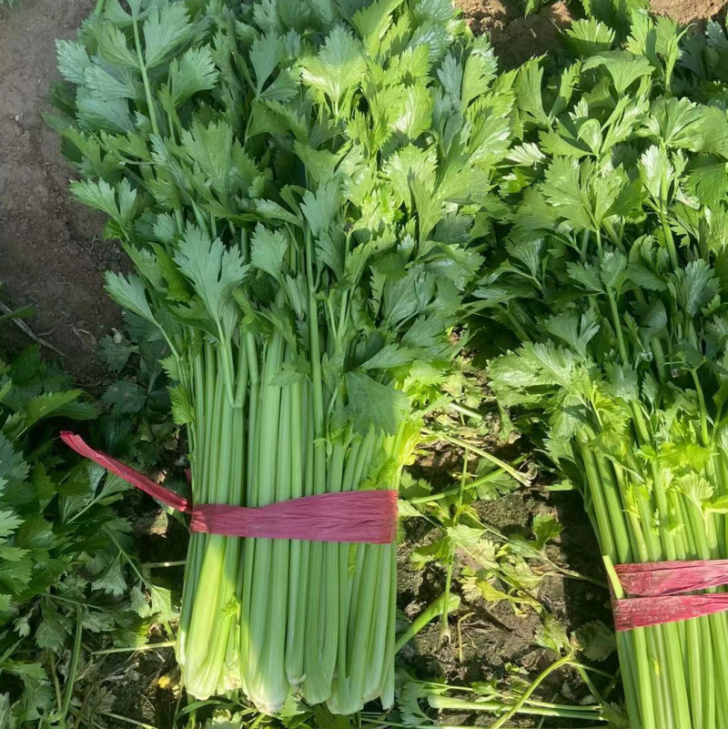 精品芹菜大量有货欢迎各位老板前来选购