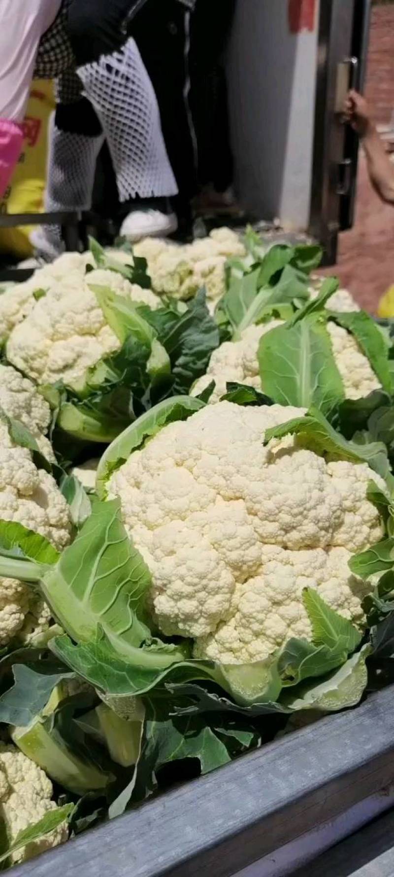 精品散花松花菜产地直销质量保证量大从优合作共赢