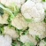 精品散花松花菜产地直销质量保证量大从优合作共赢