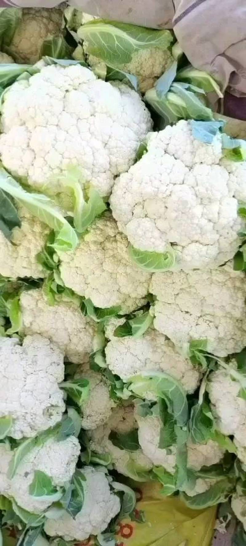 精品散花松花菜产地直销质量保证量大从优合作共赢