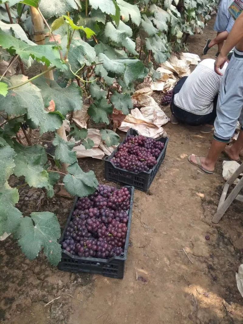 红无核葡萄
