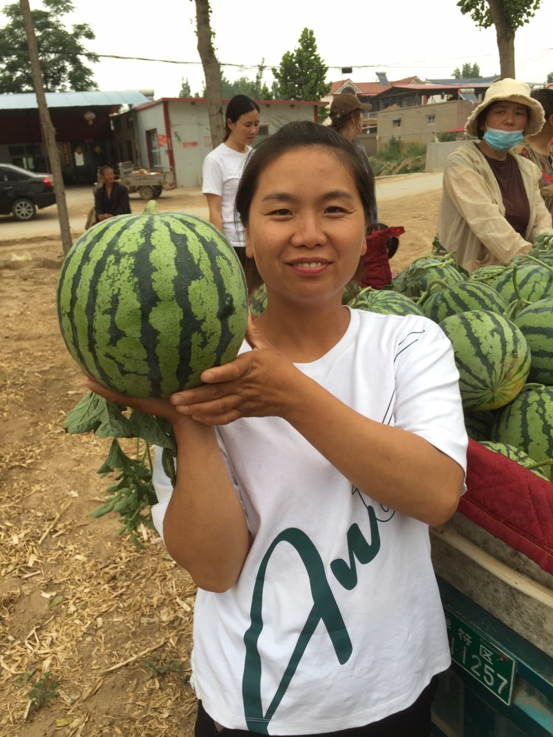 河南开封通许县小公棚有籽美都大量上市