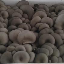 反季节平菇，一手货源，，质量有保证，中小叶大量上市