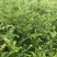 1米高红豆杉苗，苗圃常年大量供应，价格实惠