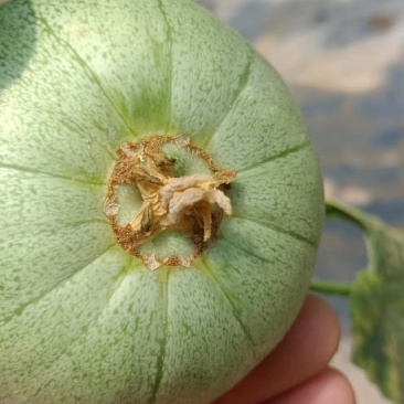 绿宝甜瓜头茬，个个保甜，已上黄色，