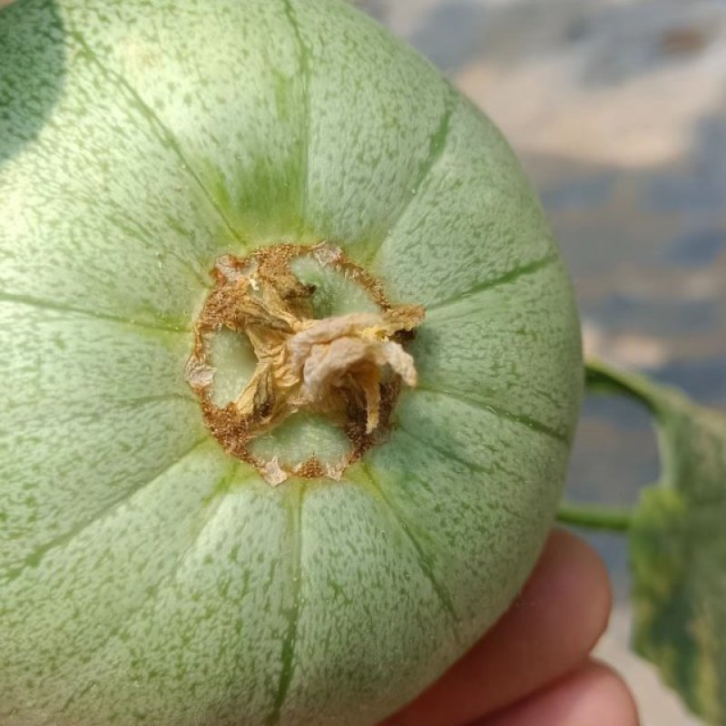 绿宝甜瓜头茬，个个保甜，已上黄色，