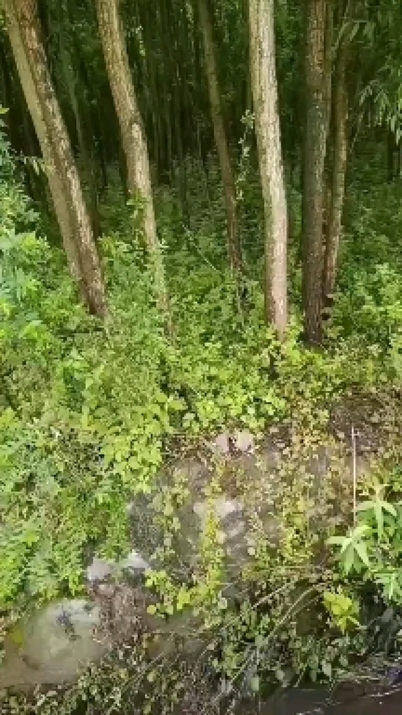 竹柳