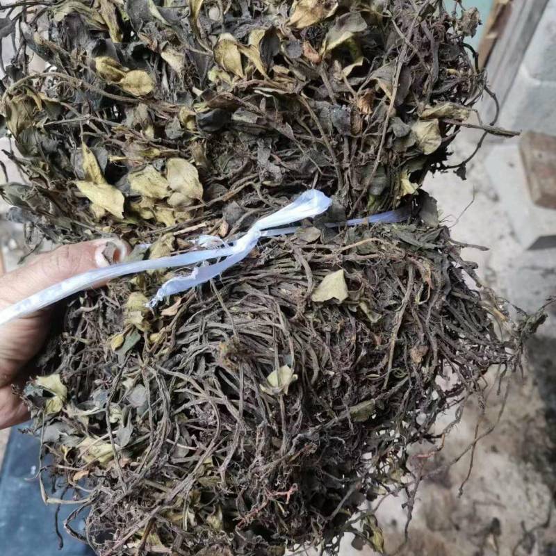 石蝉草，散血胆，