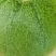 绿宝甜瓜头茬，个个保甜，已上黄色，