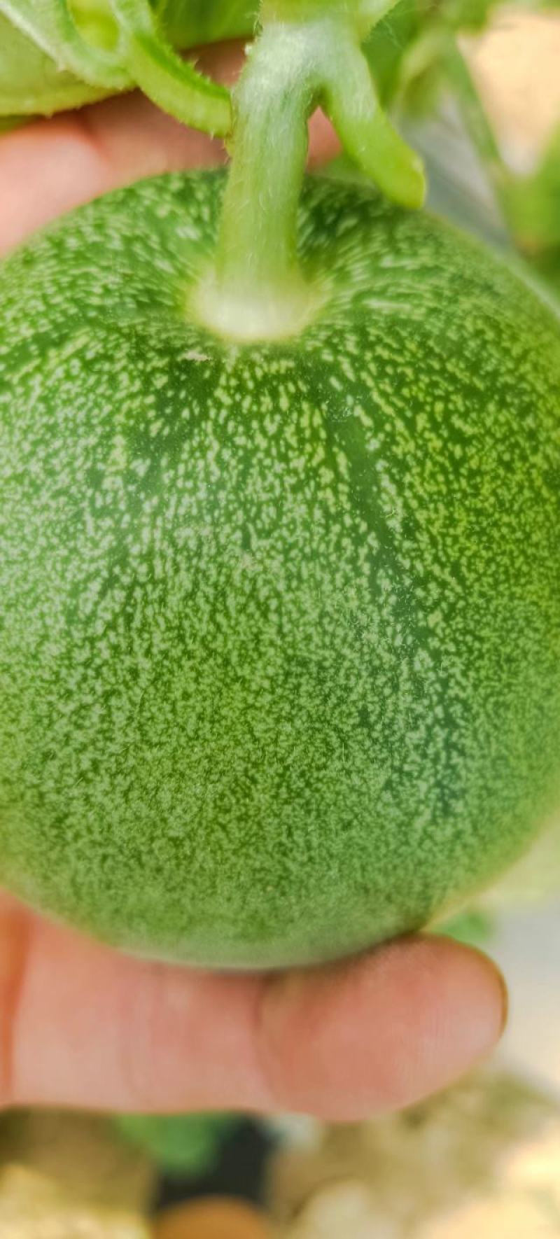 绿宝甜瓜头茬，个个保甜，已上黄色，