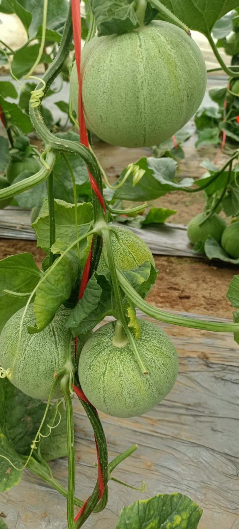 绿宝甜瓜头茬，个个保甜，已上黄色，