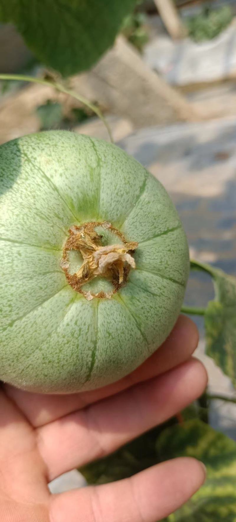 绿宝甜瓜头茬，个个保甜，已上黄色，