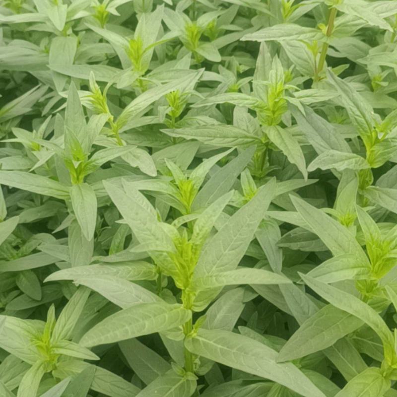 千屈菜