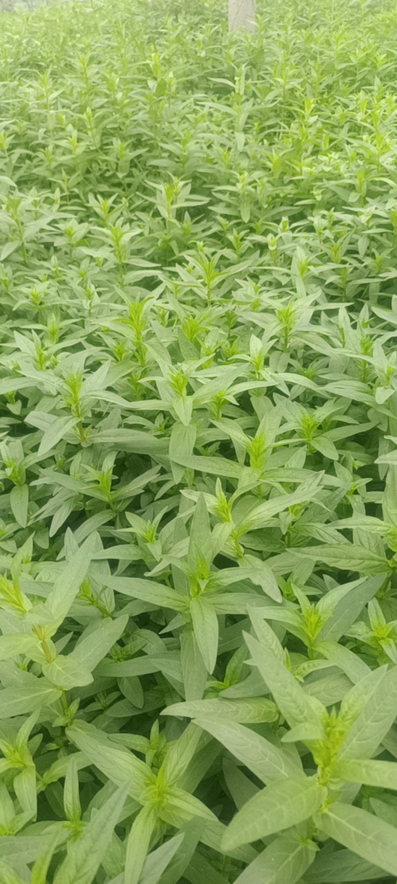 千屈菜