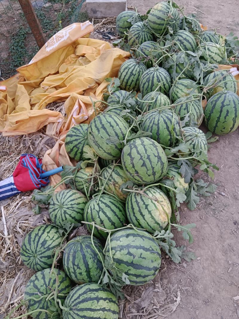 狼山沙窝西瓜