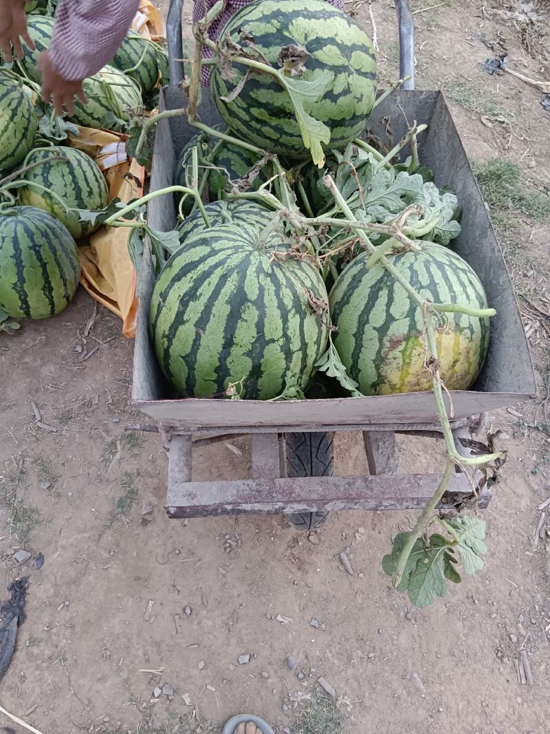 狼山沙窝西瓜