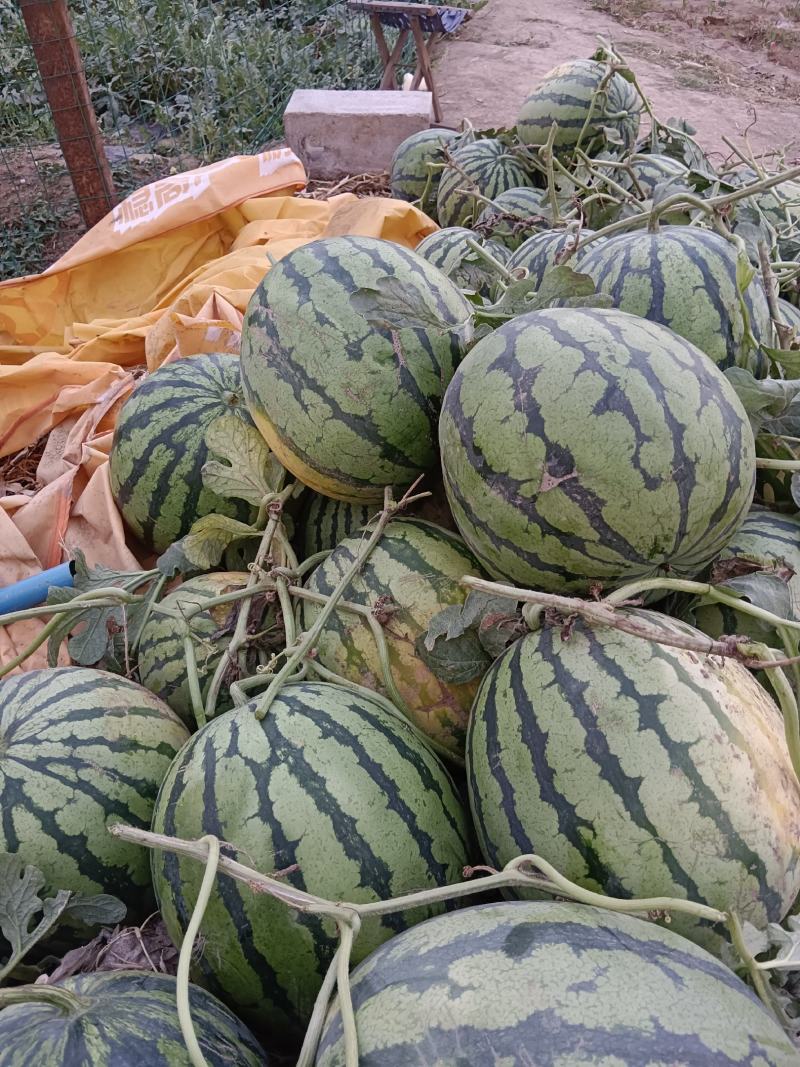 狼山沙窝西瓜